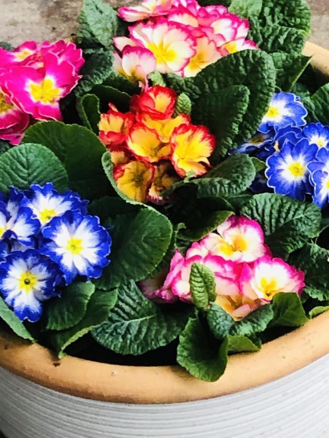 B &B Yuupke Maasbree Noord-Limburg Venlo Roermond Bed & Breakfast Ngoại thất bức ảnh